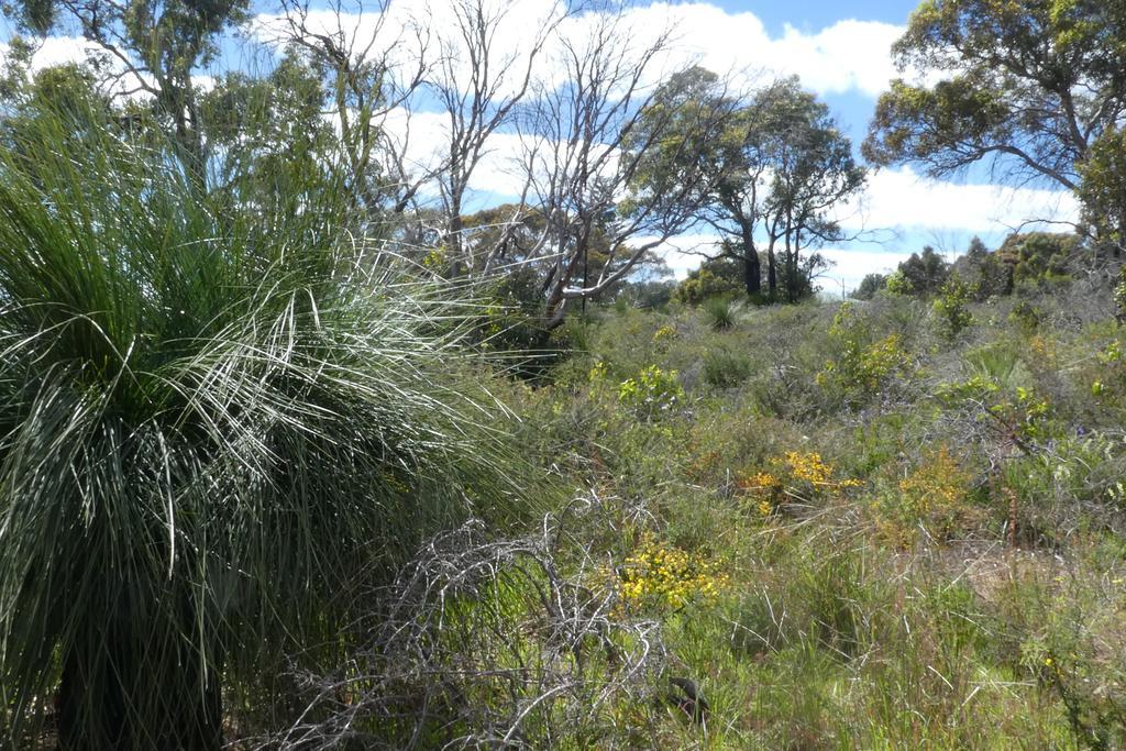 Treetops * Perth
