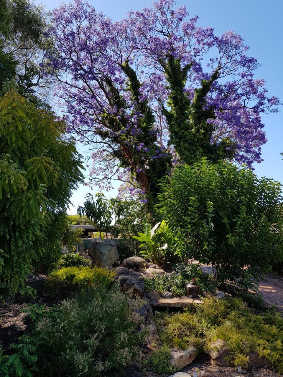 Jacaranda Hideaway Bed & Breakfast *