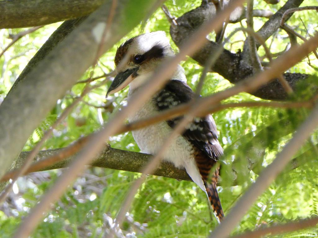 Treetops * Perth