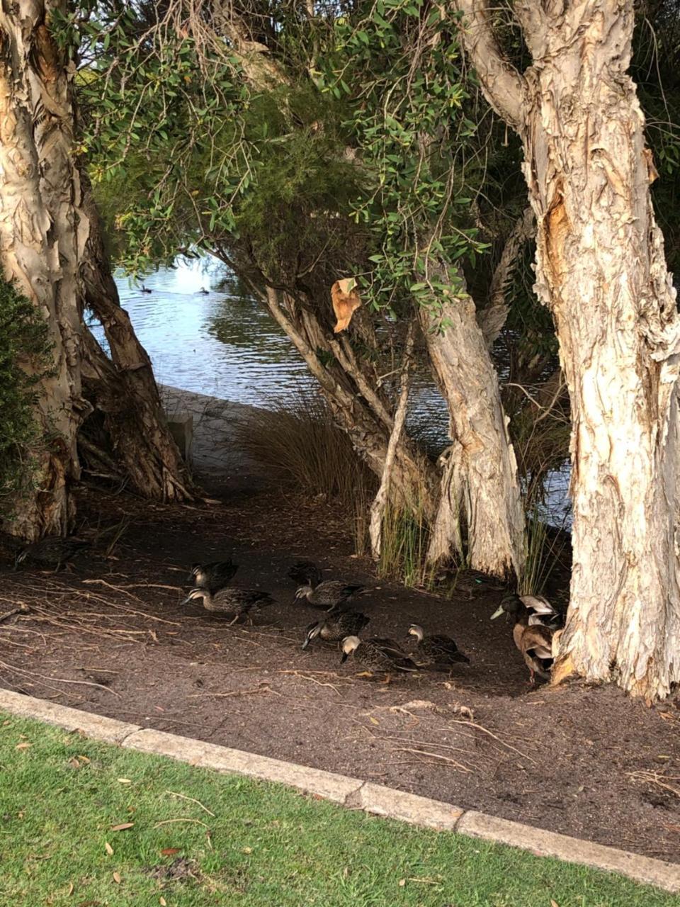 Lakeside On Boardwalk Perth